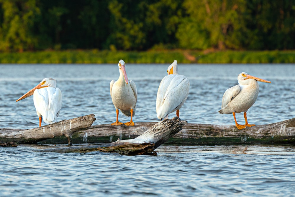 a group of pelicans sitting on a log in the water
