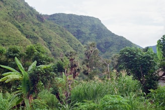 A vibrant Ugandan landscape showcasing lush greenery.