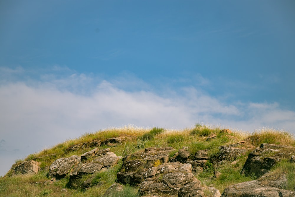 a sheep standing on top of a lush green hillside