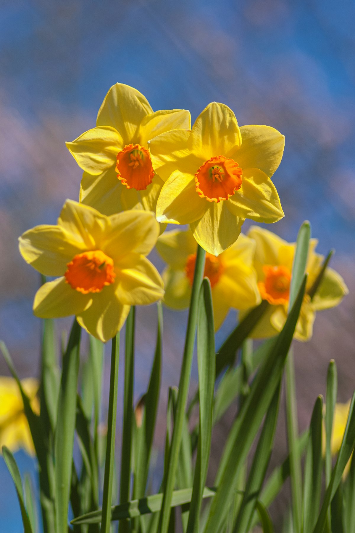 London April — yellow daffodils in full bloom against a blue spring sky at Kew Gardens