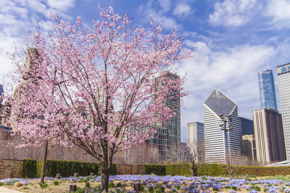 a tree with pink flowers in a city park