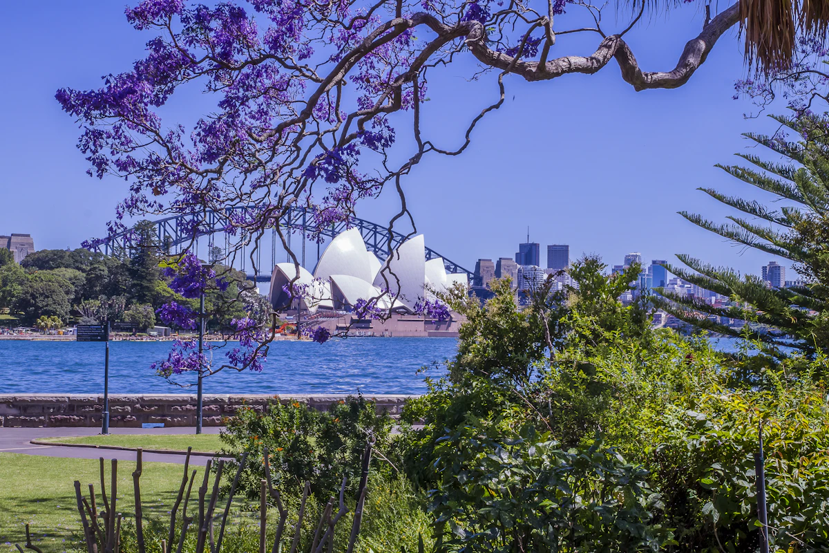Sydney Opera House and Harbour Bridge from the Royal Botanic Garden lawns
