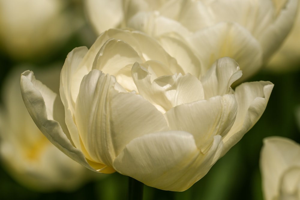 a close up of a white flower with many petals