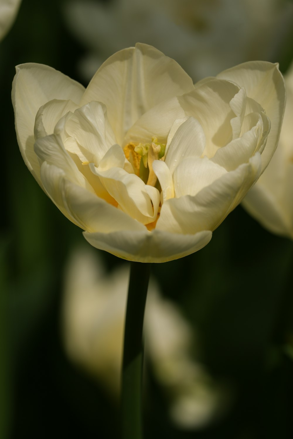 a close up of a white flower with a blurry background