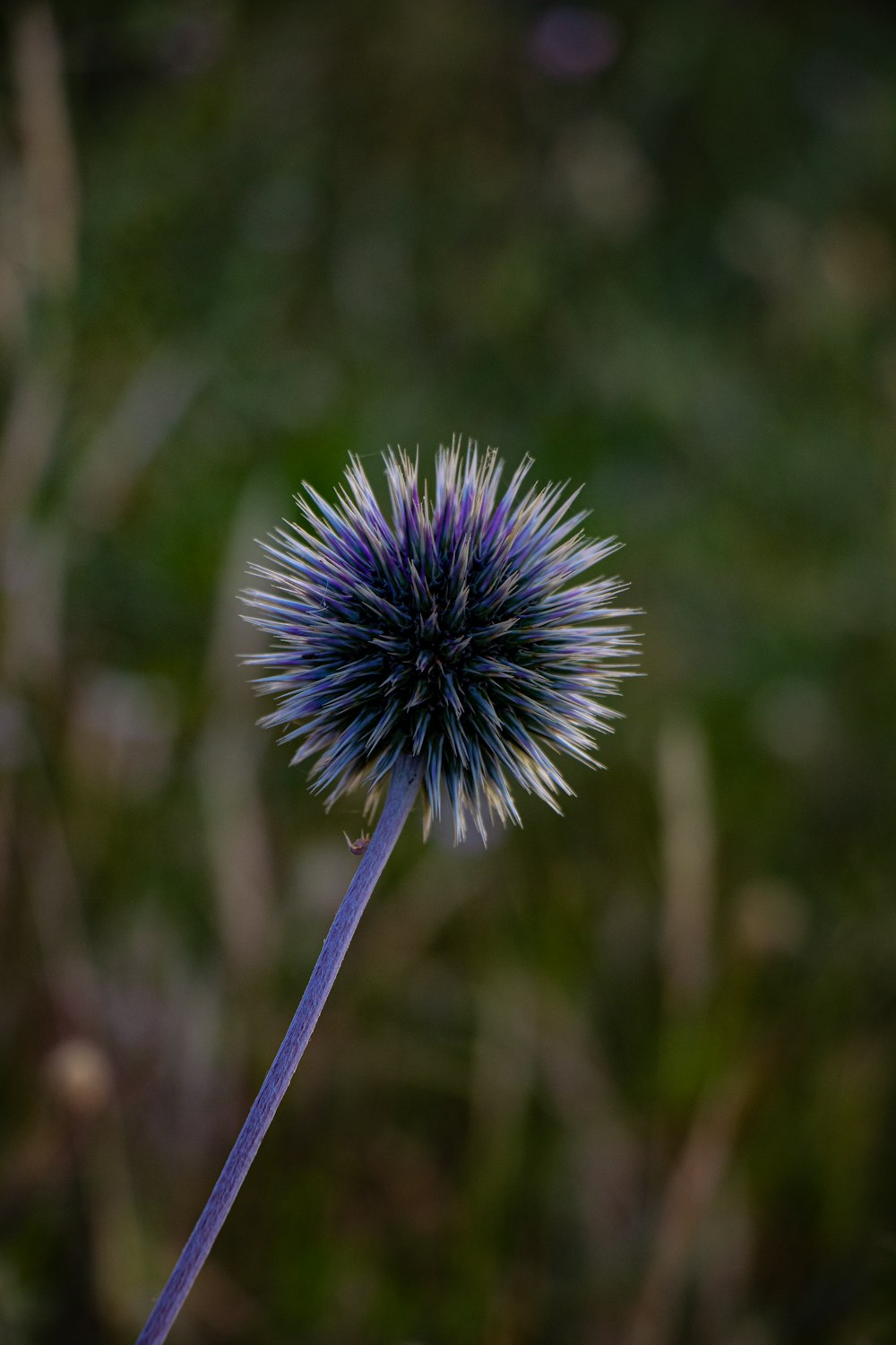 Gros plan d’une fleur bleue avec un arrière-plan flou