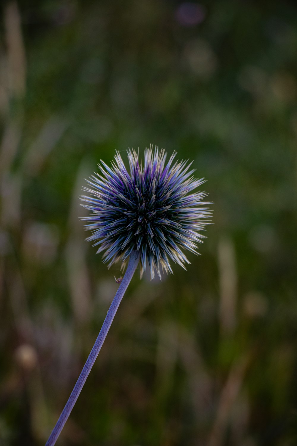 a close up of a blue flower with a blurry background