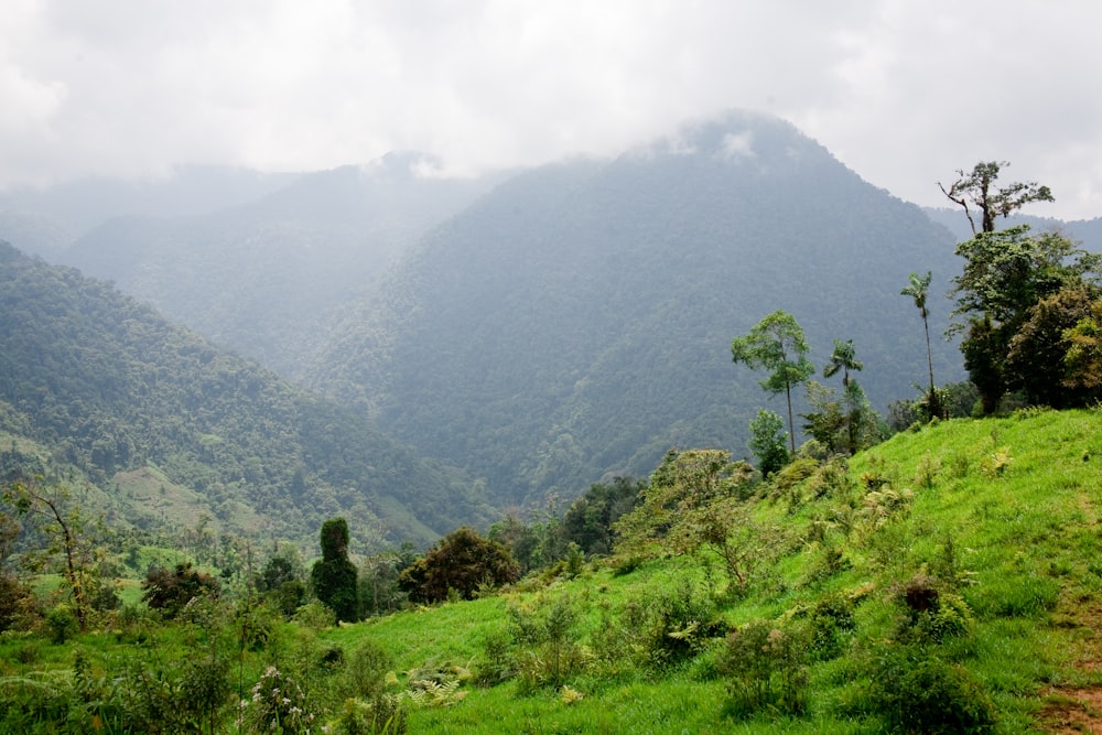 a lush green hillside with mountains in the background