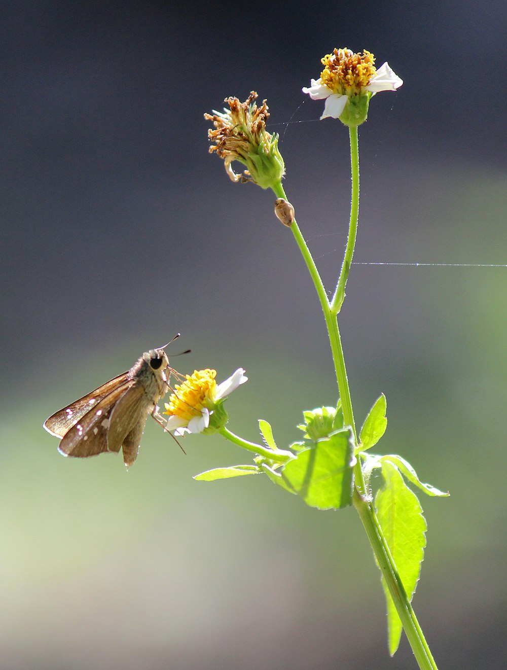 a small brown and white butterfly on a flower