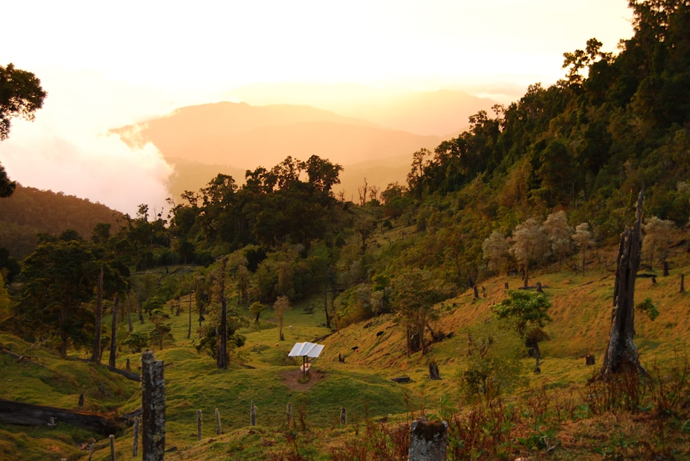 a lush green hillside covered in lots of trees