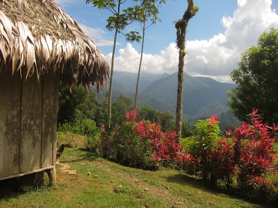 a hut in the middle of a lush green forest