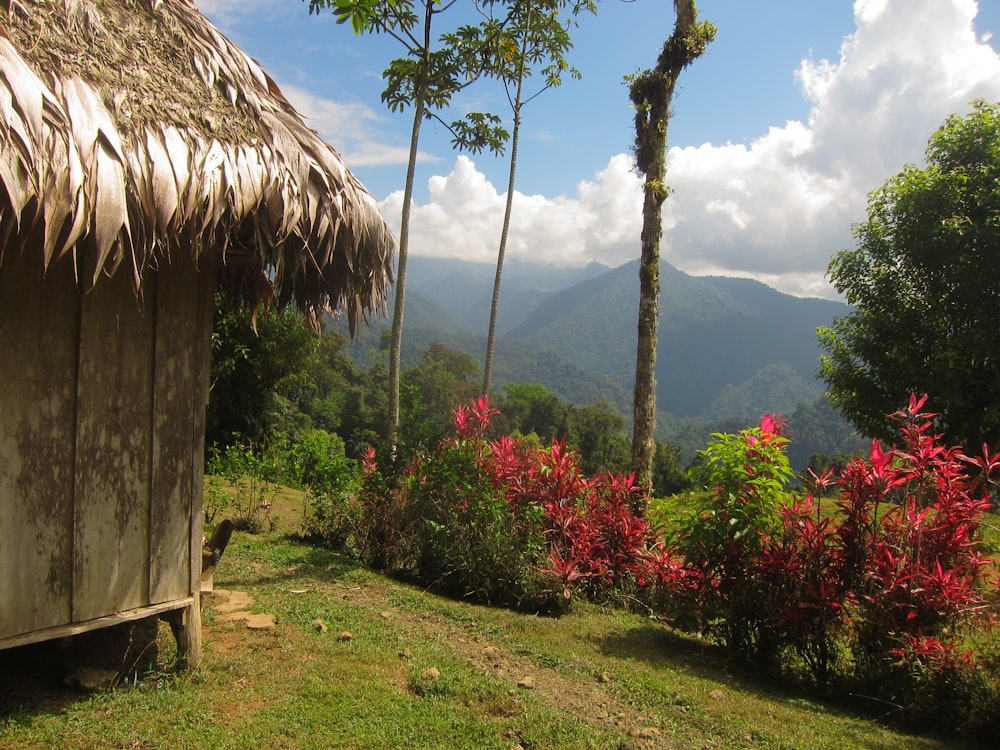 Foto Uma cabana no meio de uma floresta verde exuberante – Imagem de Costa  Rica grátis no Unsplash