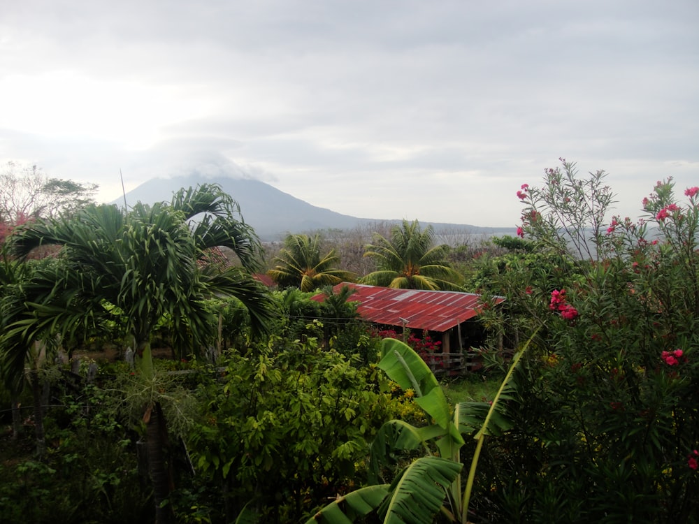 a house in the jungle with a mountain in the background