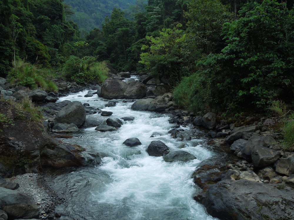 a river running through a lush green forest