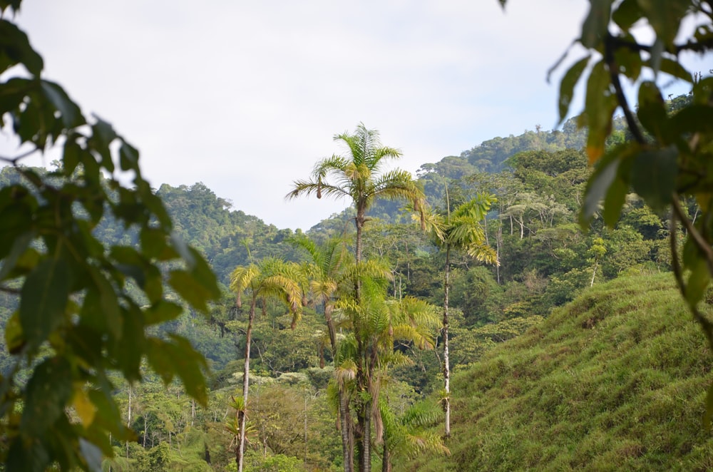 a lush green hillside covered in lots of trees