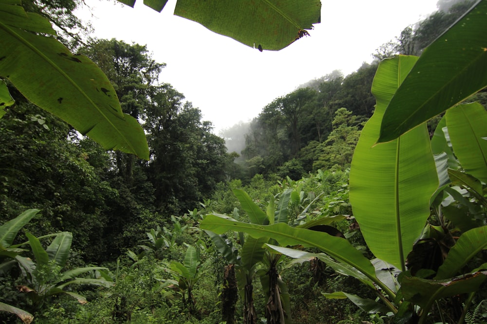 a lush green forest filled with lots of trees