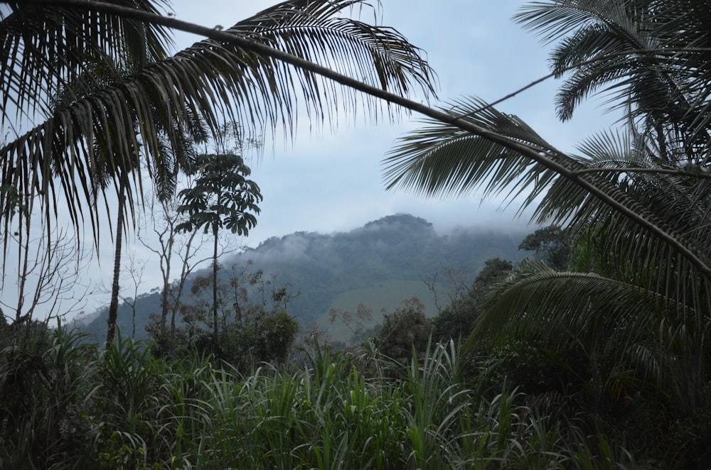 a view of a mountain through the trees