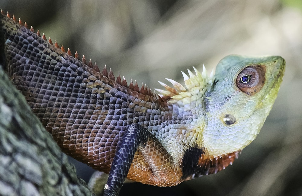 a close up of a lizard on a tree