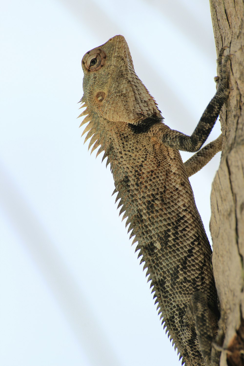 a lizard that is sitting on a tree