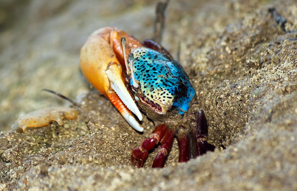 a close up of a colorful spider on a rock