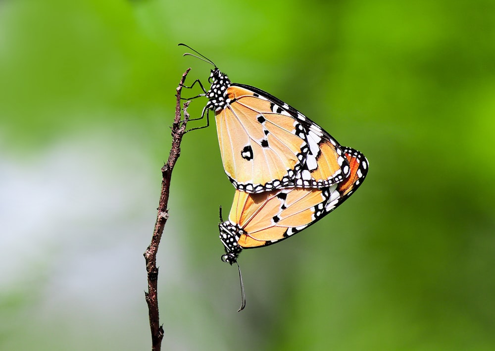 葉の上に座っている蝶のカップル
