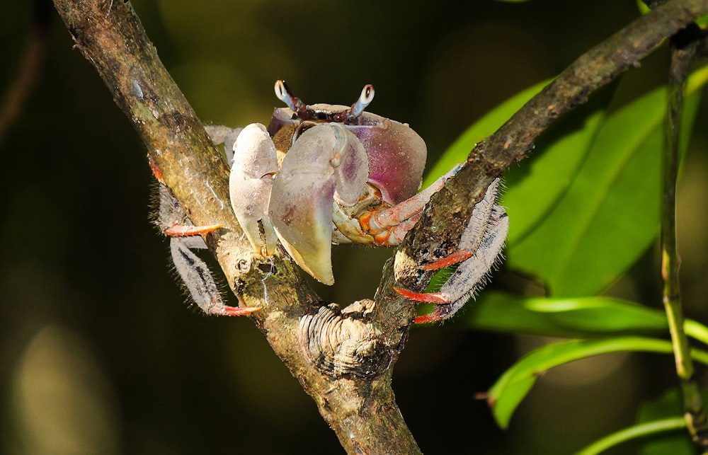 a couple of birds sitting on top of a tree branch