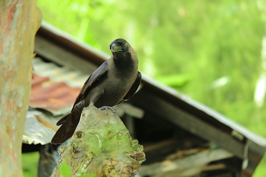 A crow is perched on a tree stump, with a rusted metal roof structure in the background. The scene is surrounded by lush greenery, creating a natural and serene environment.