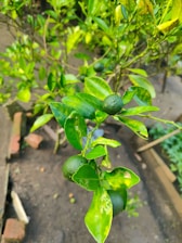 A researcher examining citrus plants in a lab.
