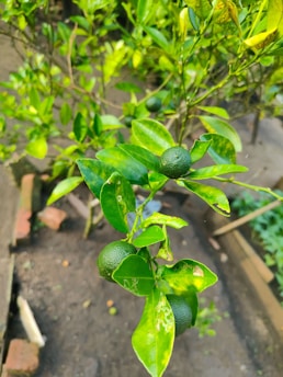 A healthy green citrus plant grows in a small garden area. The plant has several leaves and small, round, dark green fruits clustered together. The surrounding soil is visible with a few brown bricks bordering the garden bed.