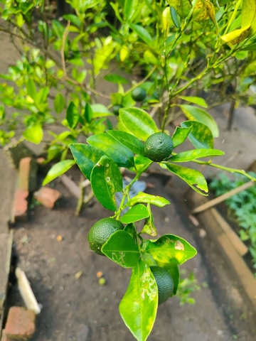 A healthy green citrus plant grows in a small garden area. The plant has several leaves and small, round, dark green fruits clustered together. The surrounding soil is visible with a few brown bricks bordering the garden bed.