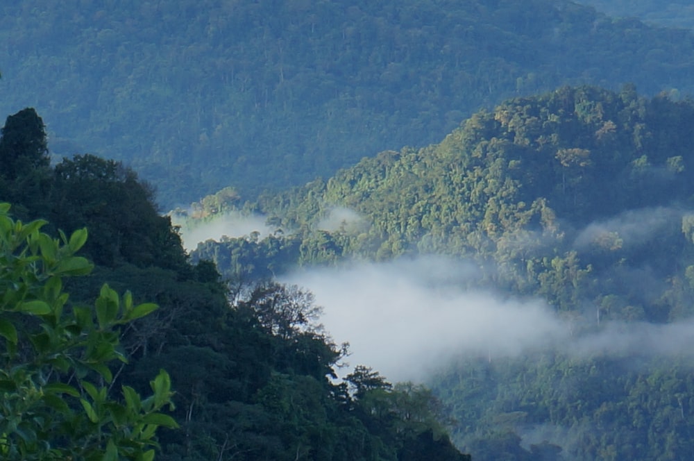 a forest filled with lots of trees covered in fog