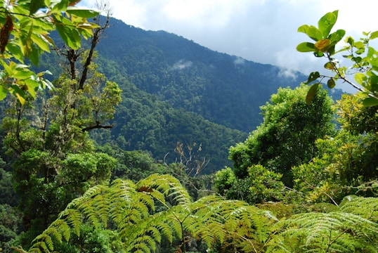 a lush green forest filled with lots of trees