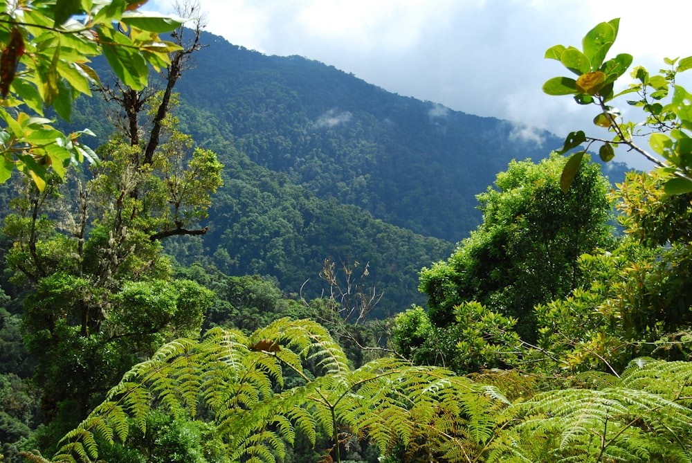 a lush green forest filled with lots of trees