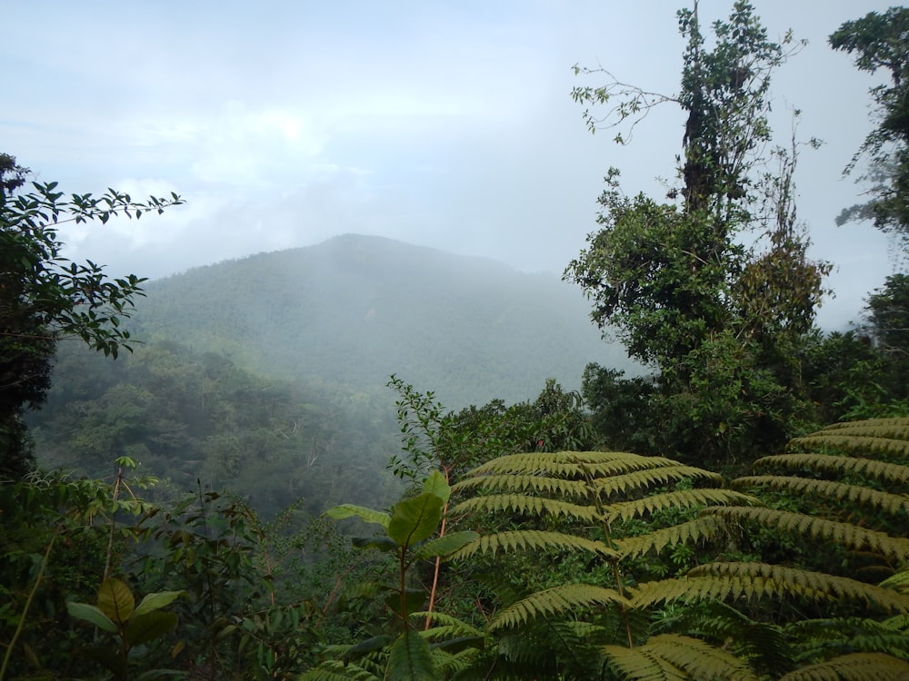 a lush green forest filled with lots of trees