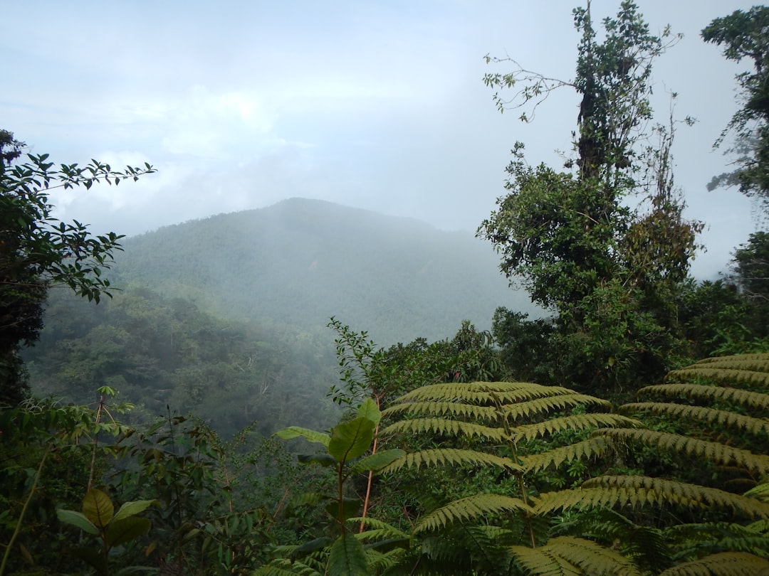 a lush green forest filled with lots of trees,