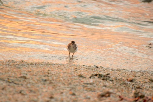 A small bird stands on a rocky shoreline, looking directly at the camera. The water behind it reflects warm hues of orange and pink, suggesting a sunset scene.