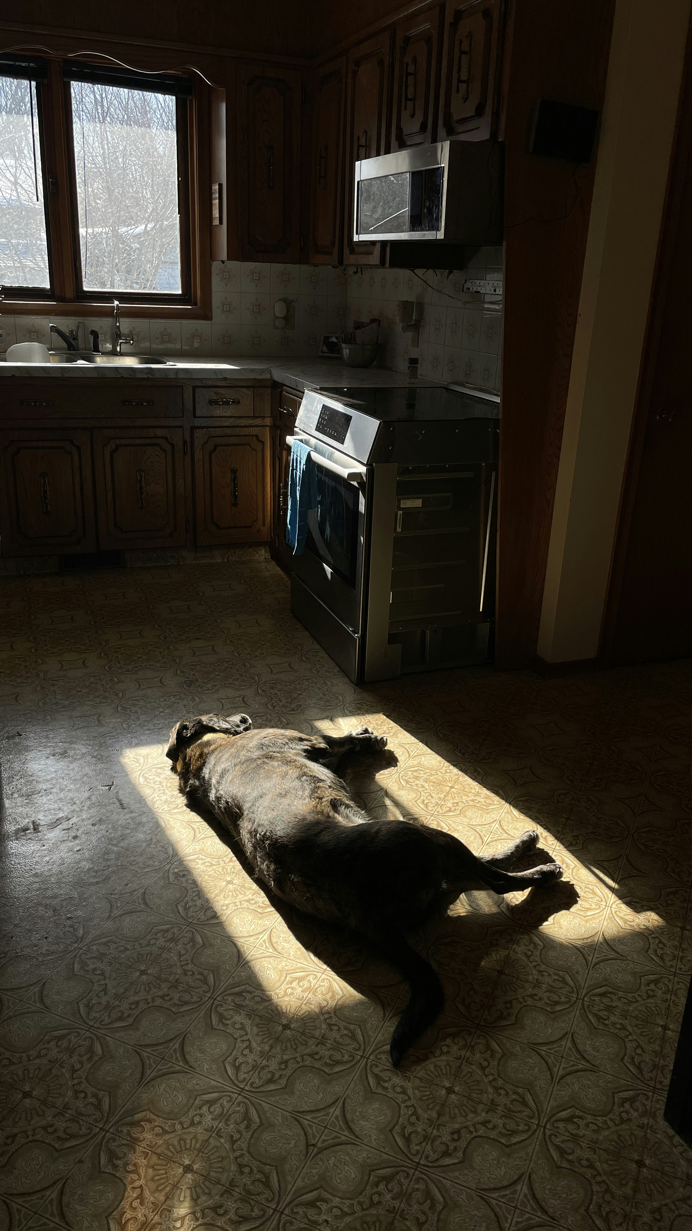 a dog laying on the floor in a kitchen