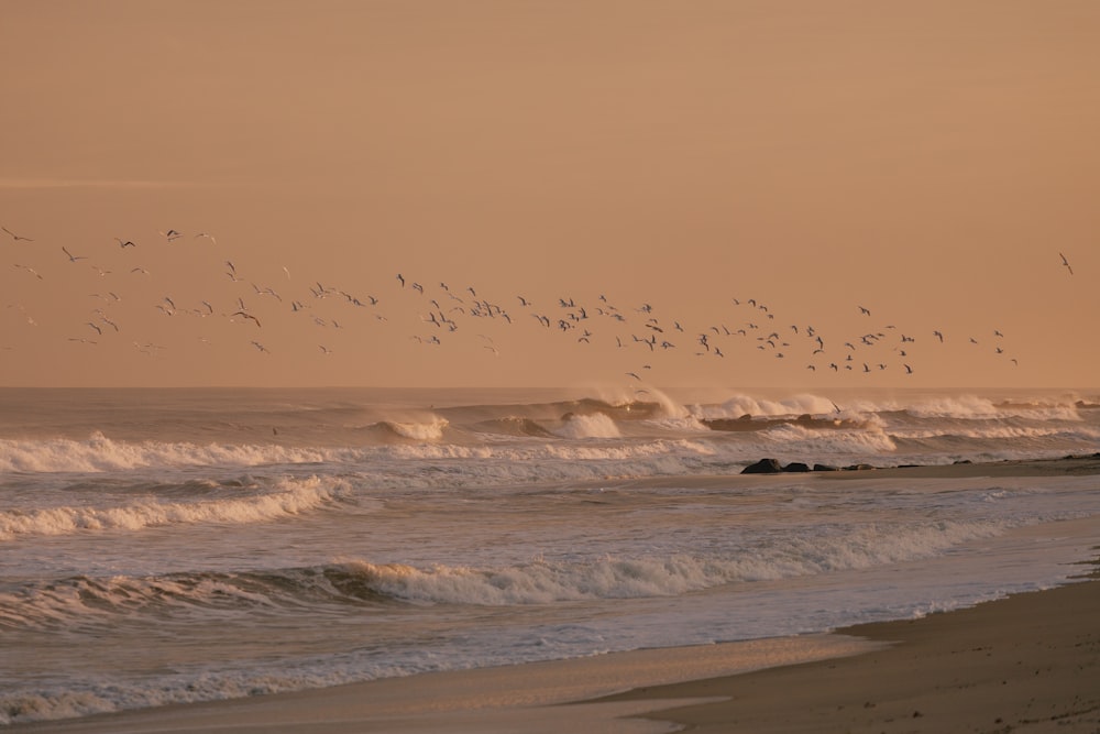 a flock of birds flying over the ocean
