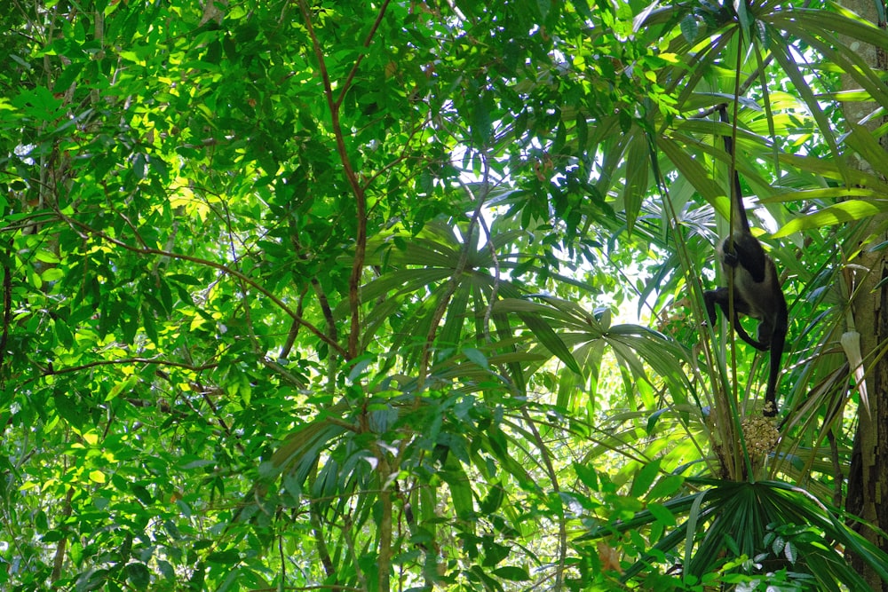 um macaco pendurado em uma árvore na selva