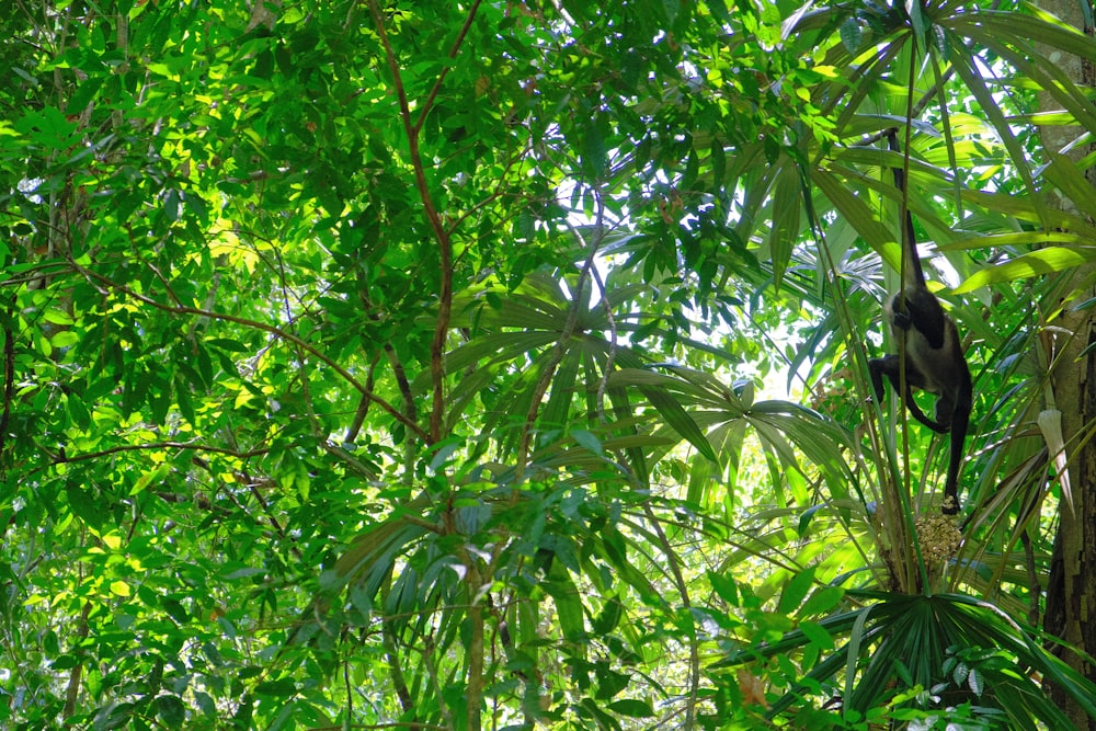 a monkey hanging from a tree in the jungle