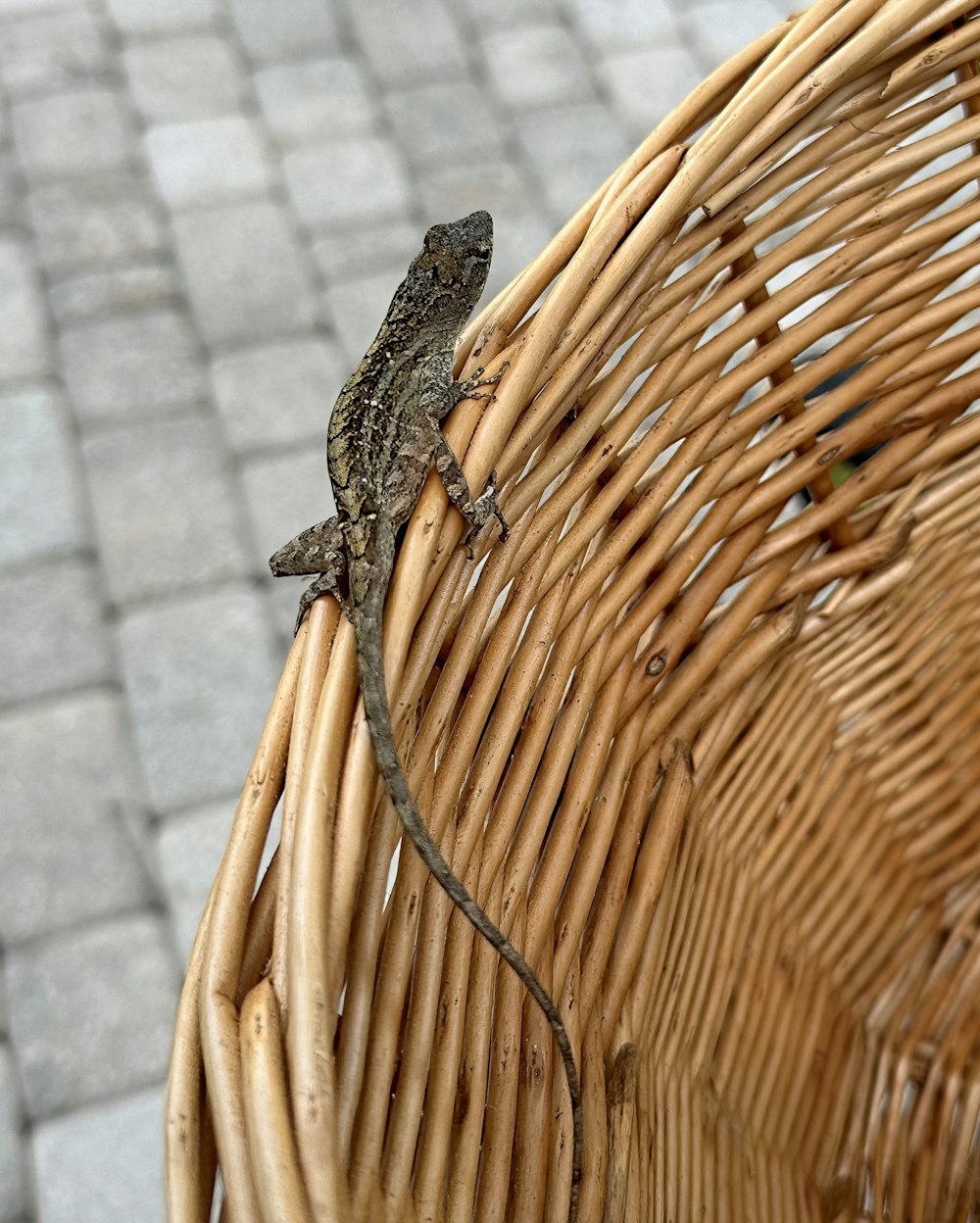 a lizard sitting on top of a wicker chair