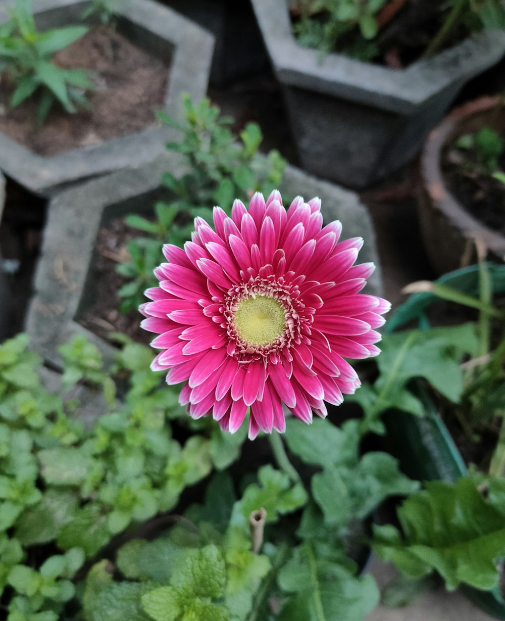 a close up of a pink flower in a garden