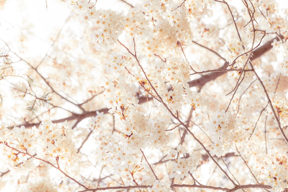 a close up of a tree with white flowers