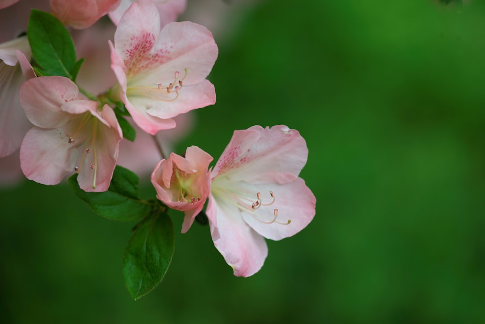 Eine Nahaufnahme einiger rosa Blumen auf einem Ast