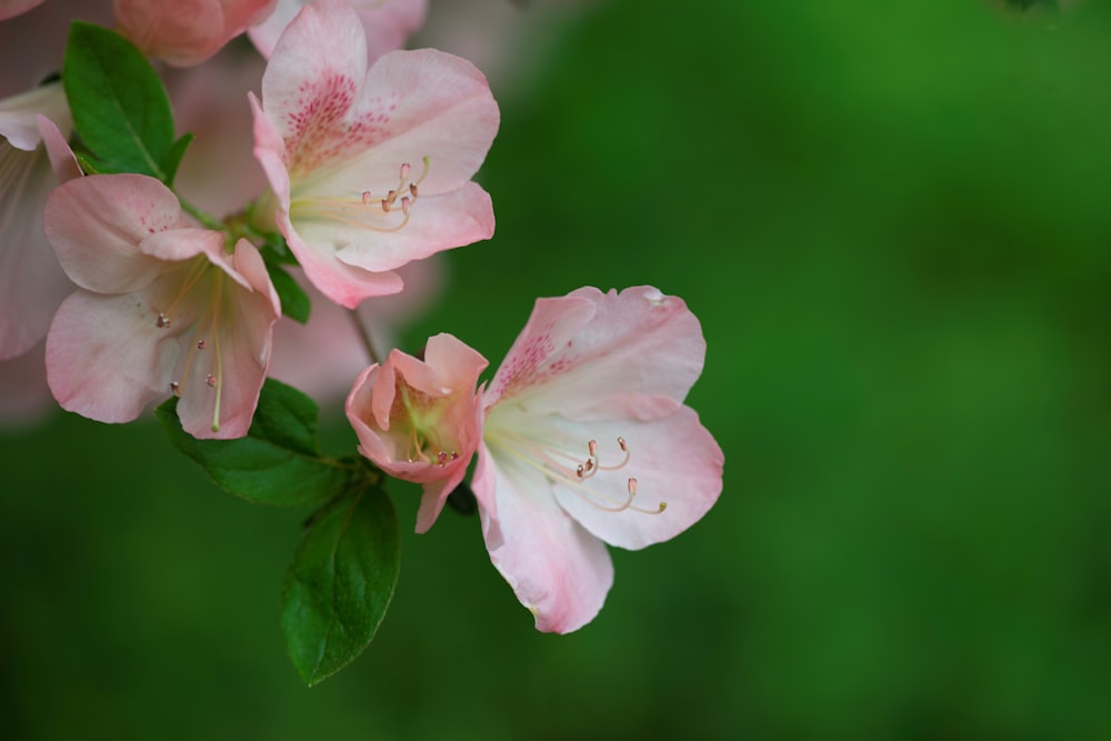a close up of some pink flowers on a branch
