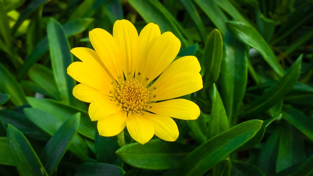 Eine Nahaufnahme einer gelben Blume, umgeben von grünen Blättern