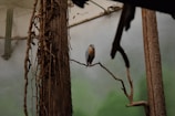 Close-up of a rescued bird perched on a branch inside the sanctuary.