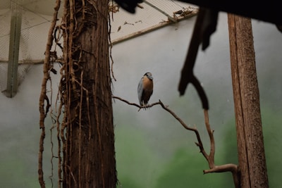 Close-up of a rescued bird perched on a branch inside the sanctuary.