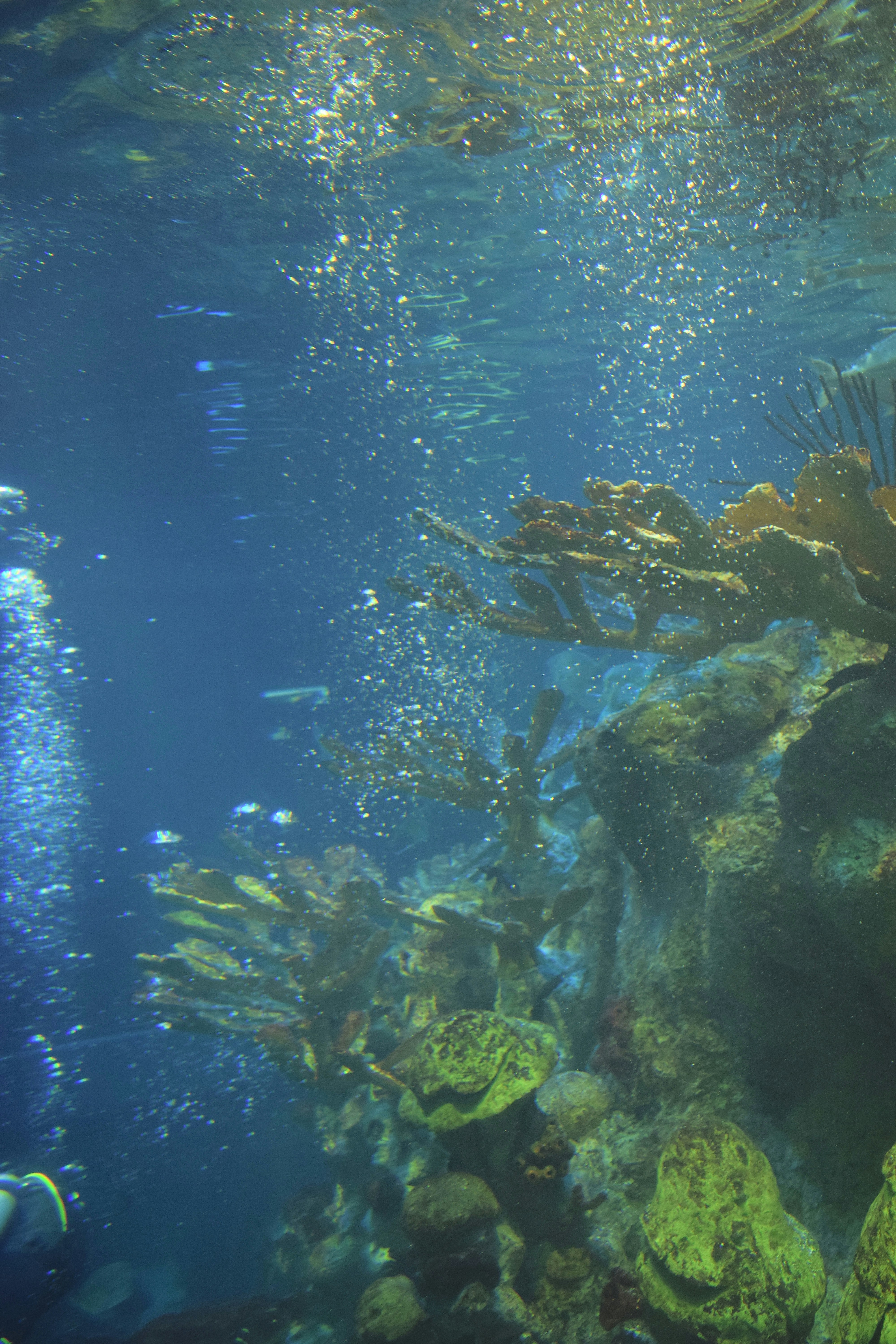 Underwater video of snorkelers at Champagne Reef with volcanic bubbles