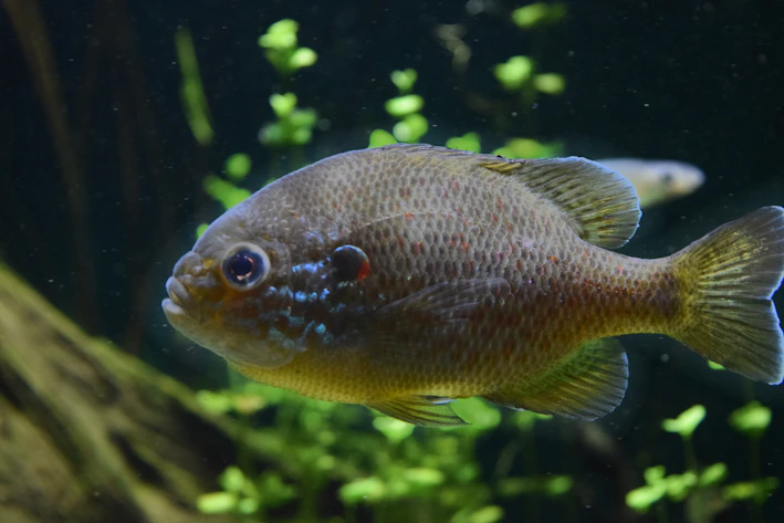 Freshwater catfish swimming in a clear pond with green aquatic plants.