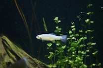 A small fish swims among a lush green aquatic plant inside an aquarium setup. The scene includes a piece of driftwood on the left side, providing a natural environment. The background is a dark aquatic color, enhancing the brightness of the fish and plants.